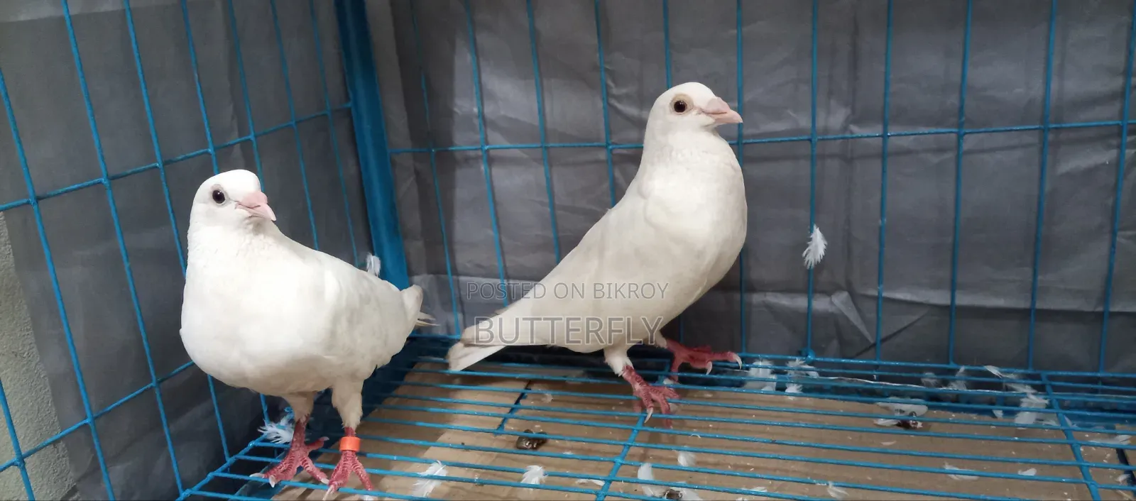 Homer Pigeon