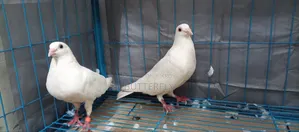 Homer Pigeon