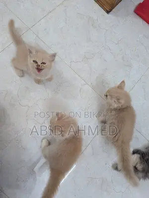 ১-৩ মাসের নর বিশুদ্ধ জাতের পার্সিয়ান