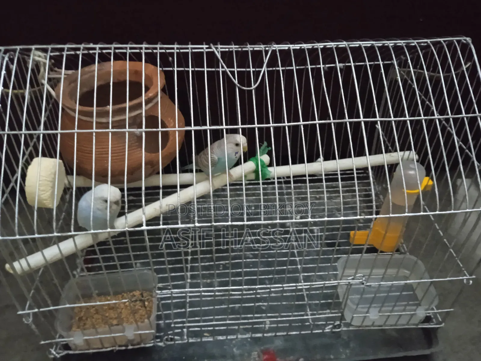 Budgerigar Bird