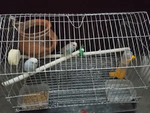 Budgerigar Bird