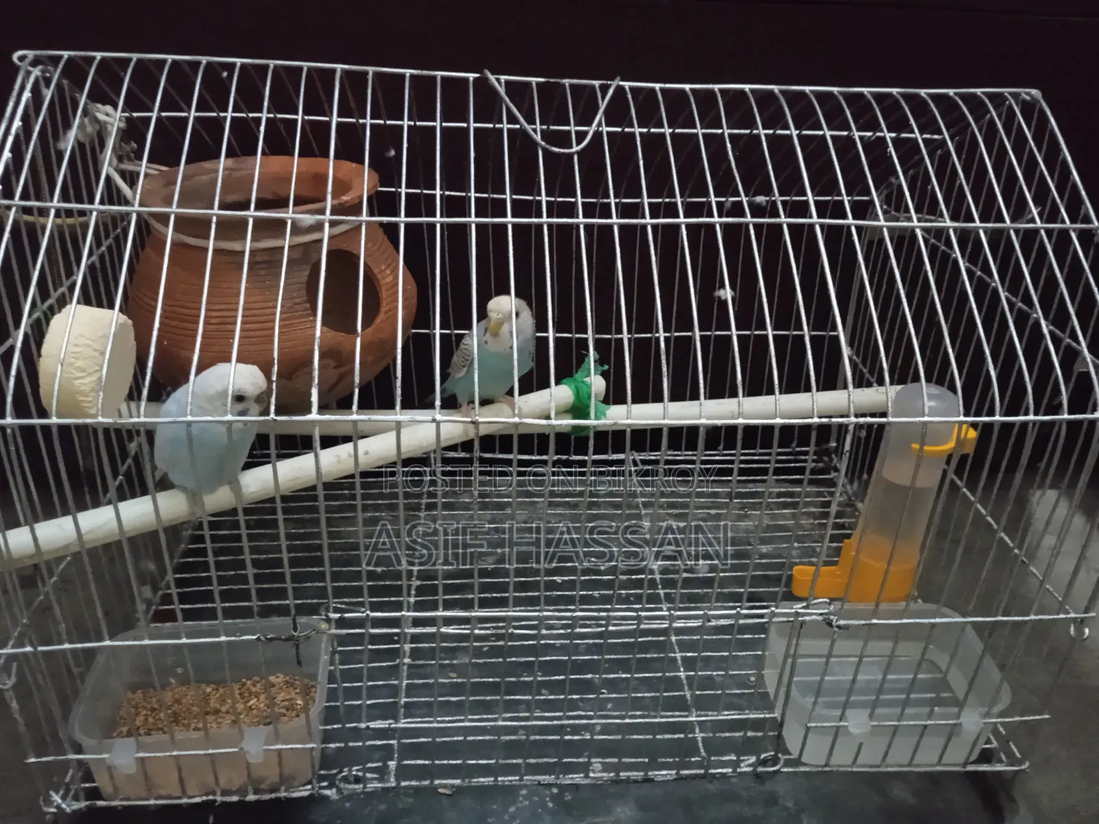 Budgerigar Bird