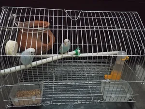 Budgerigar Bird