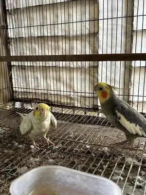 ককটেল মেল পাখি ২পিস