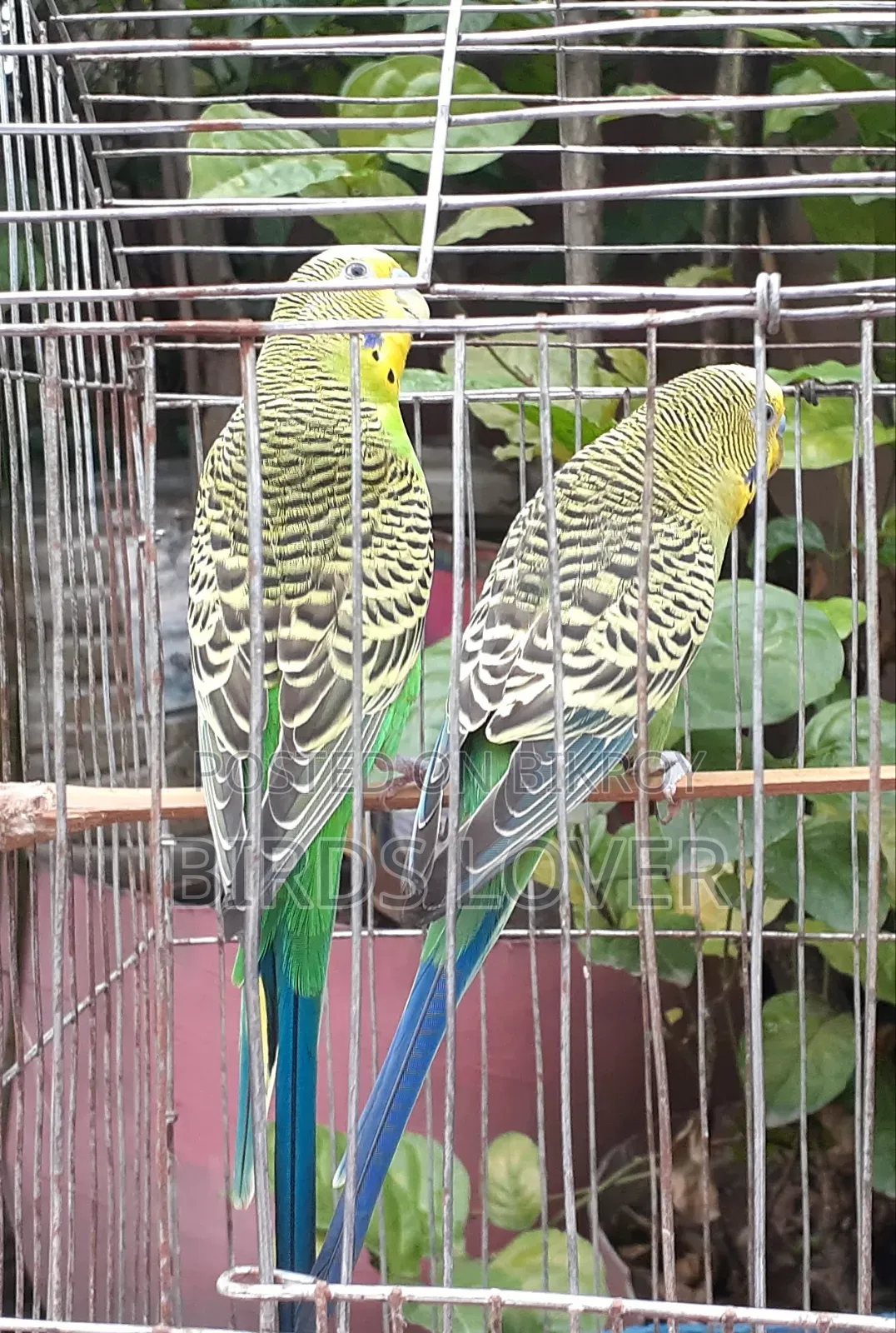 ২টি নর বাজিমগর পাখি