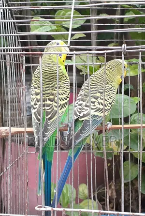 ২টি নর বাজিমগর পাখি