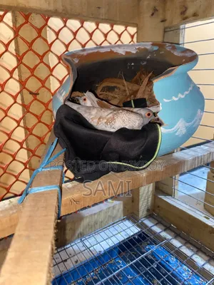 Diamond Dave Bedding Pair