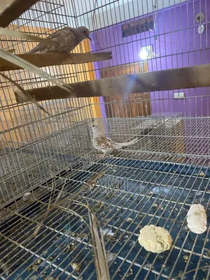Diamond Dave Bedding Pair