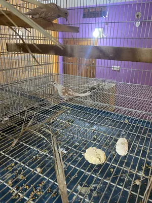 Diamond Dave Bedding Pair