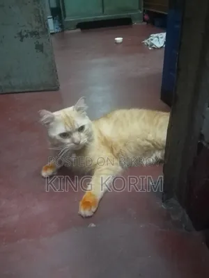 ৬-১২ মাসের পুরুষ খাঁটি পার্সিয়ান