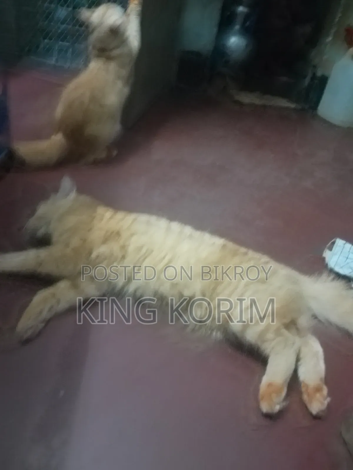 ৬-১২ মাসের পুরুষ খাঁটি পার্সিয়ান