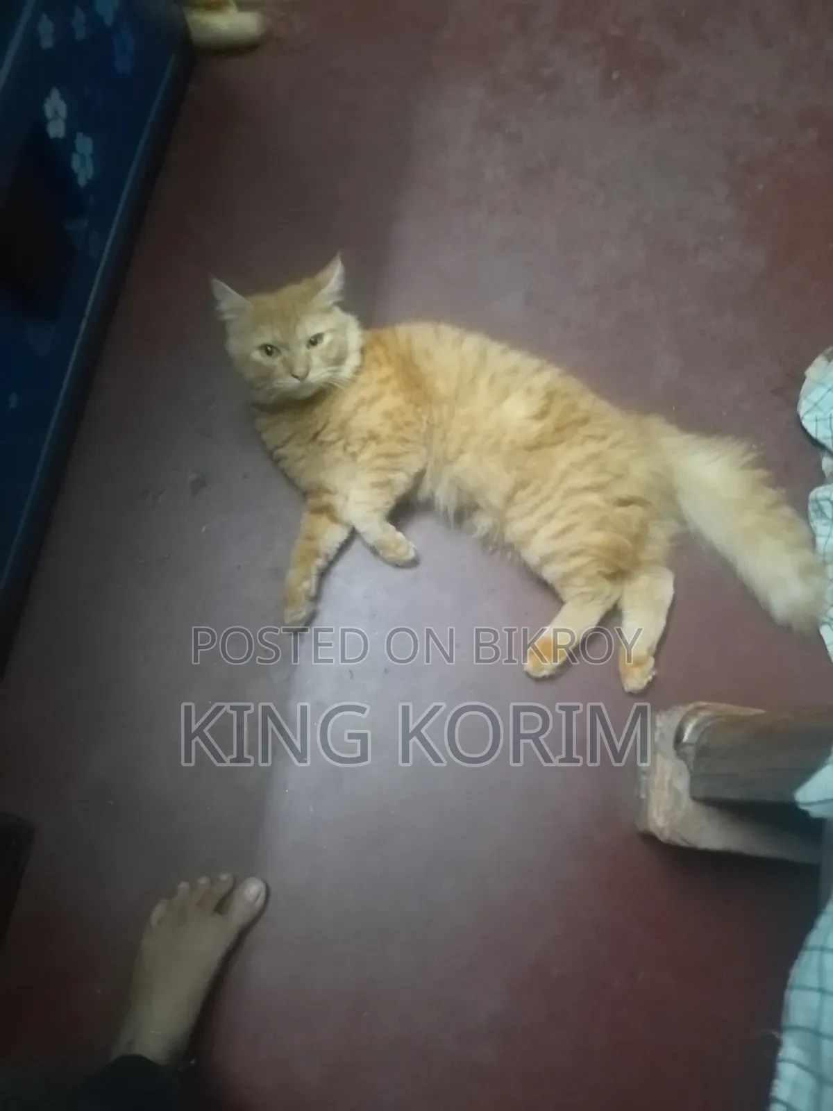 ৬-১২ মাসের পুরুষ খাঁটি পার্সিয়ান