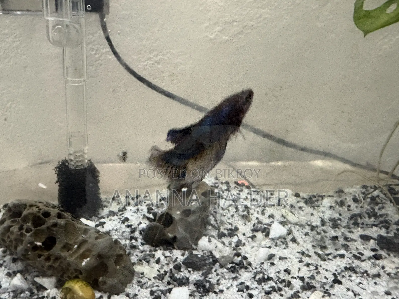 Beta Fish for Sell