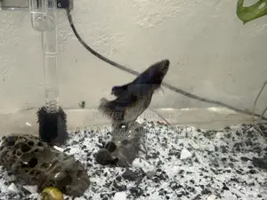 Beta Fish for Sell