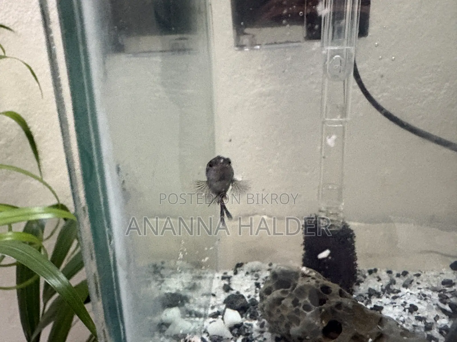 Beta Fish for Sell