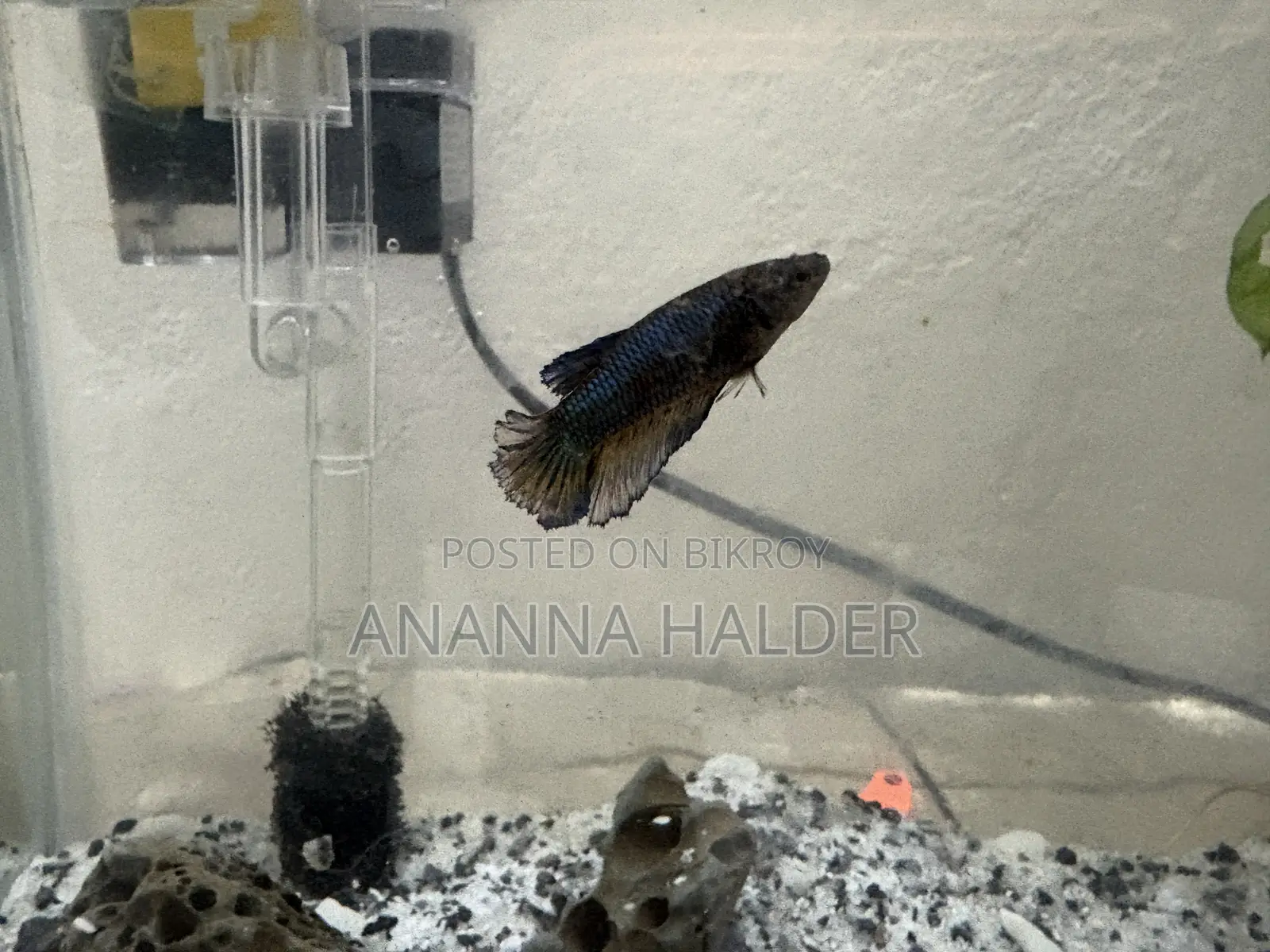 Beta Fish for Sell