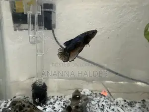 Beta Fish for Sell