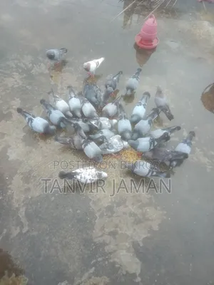 সবজি কবুতর