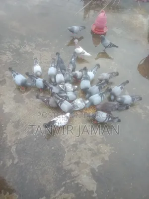 সবজি কবুতর
