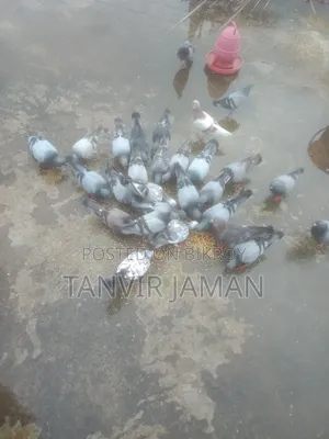 সবজি কবুতর