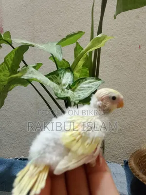 টেম সাইজের বাজরিগার