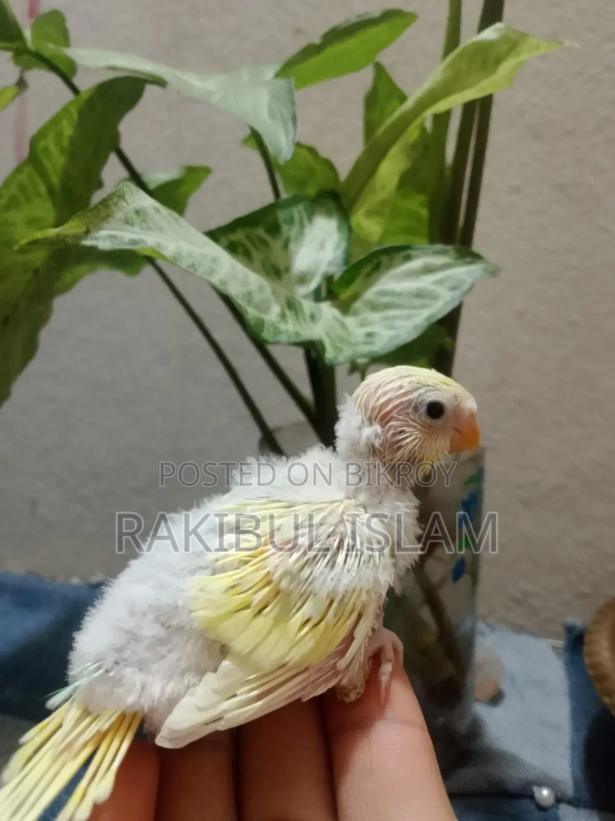 টেম সাইজের বাজরিগার