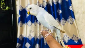 টেম সাইজের বাজরিগার
