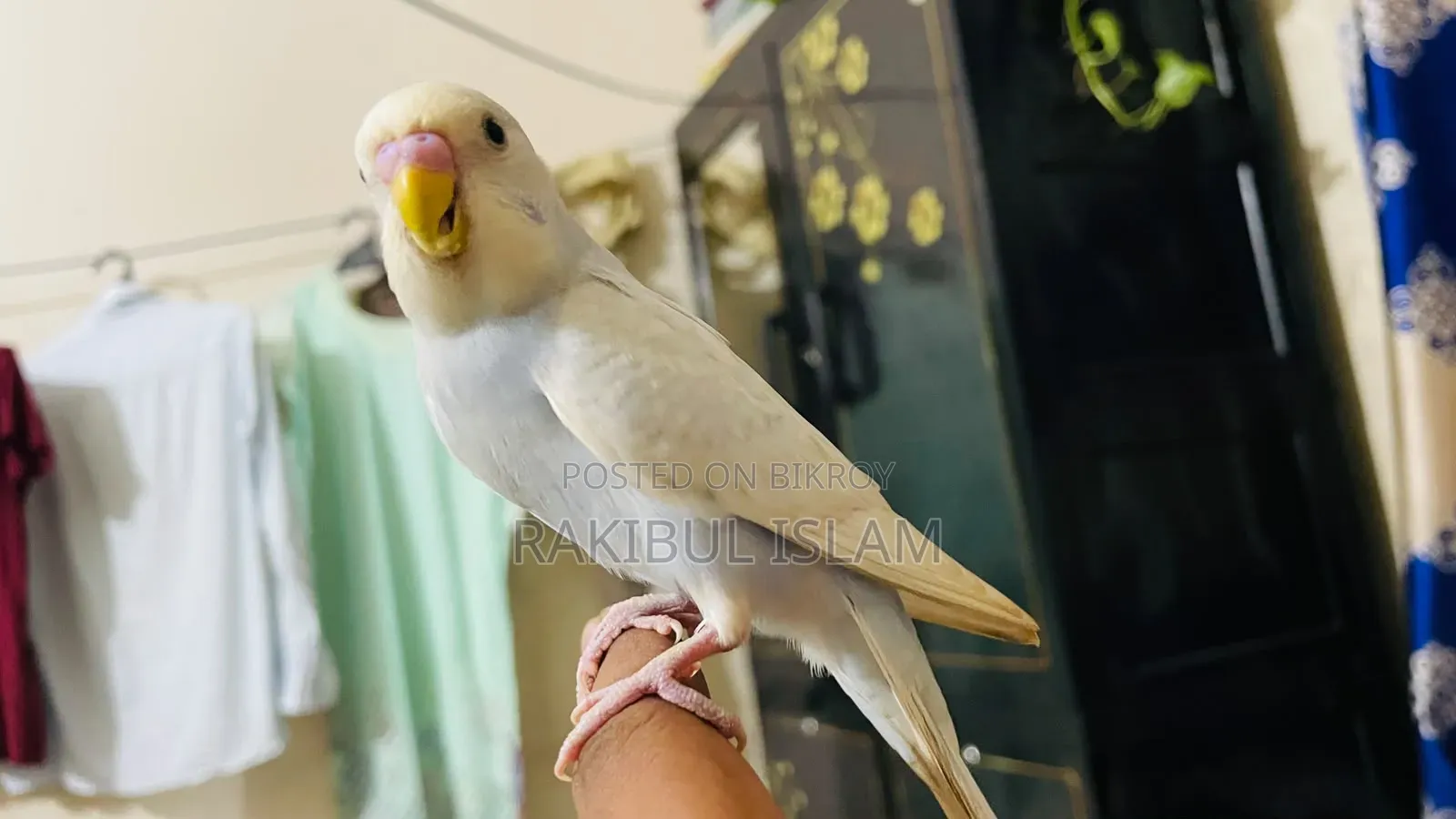 টেম সাইজের বাজরিগার