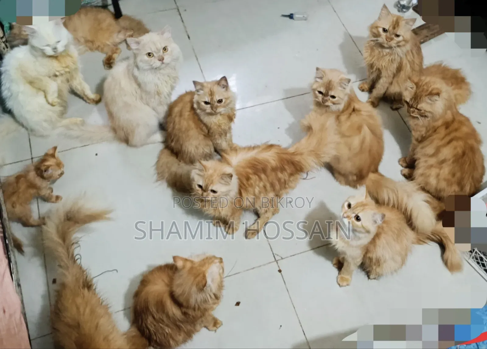 ৩-৬ মাসের মেইল পিওরব্রেড পার্সিয়ান