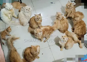 ৩-৬ মাসের মেইল পিওরব্রেড পার্সিয়ান
