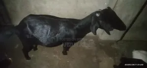 Black Bengal Goat for Sale