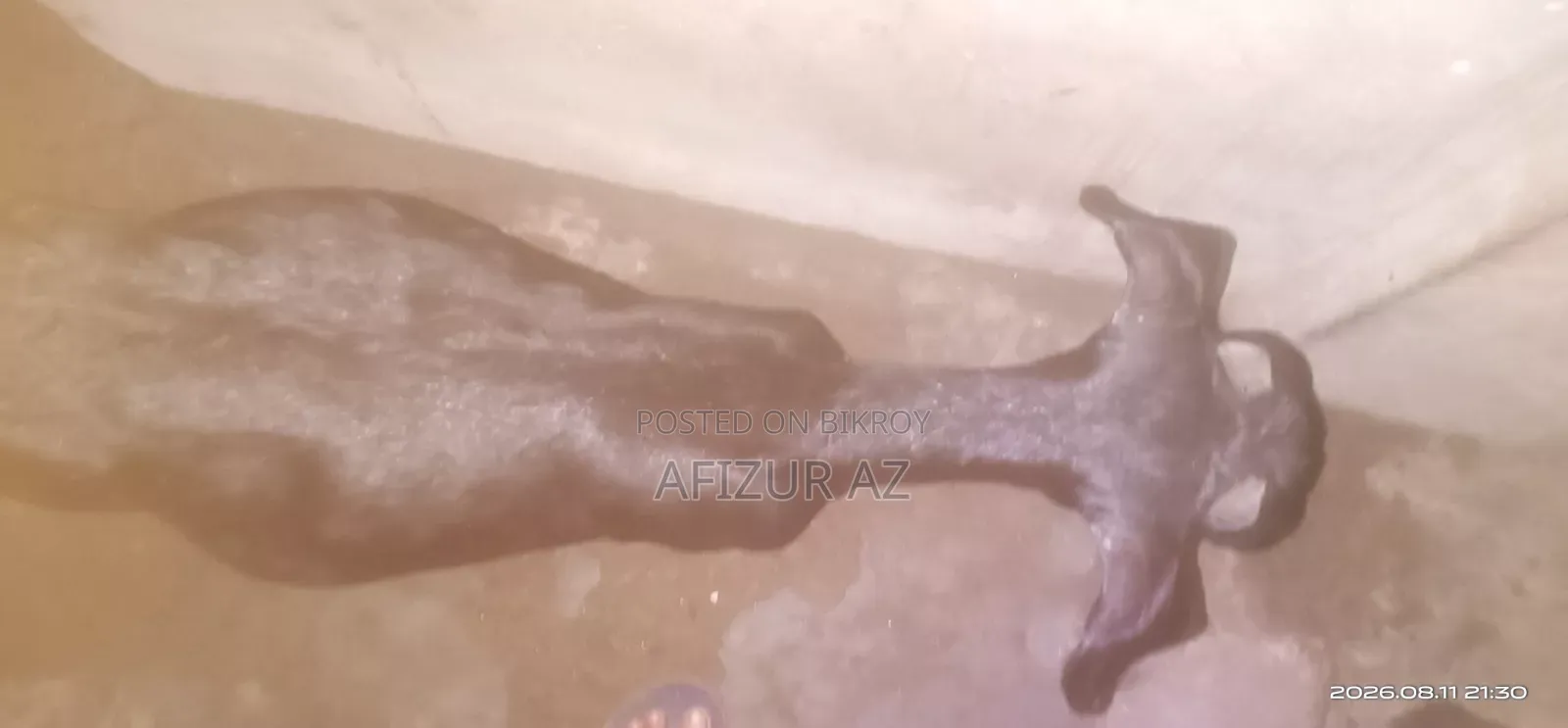 ব্লাক ব্যঙ্গল ছাগল বিক্রি হবে