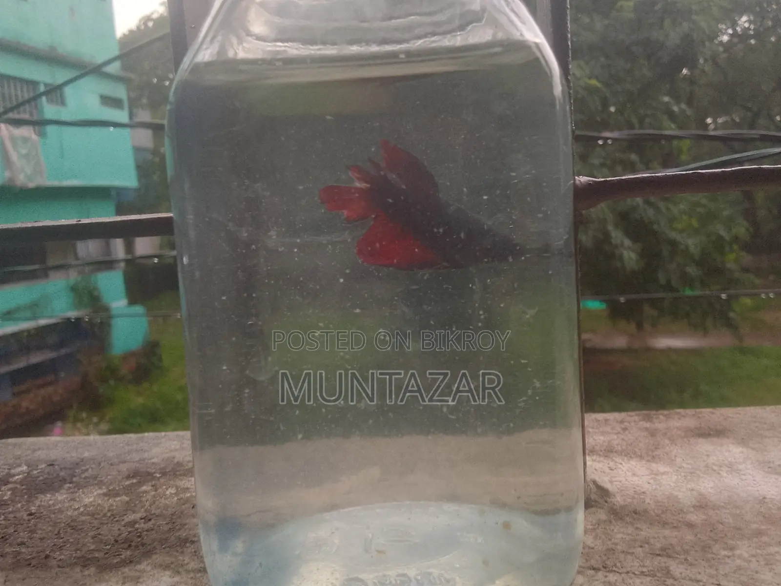 Female Betta for Sell