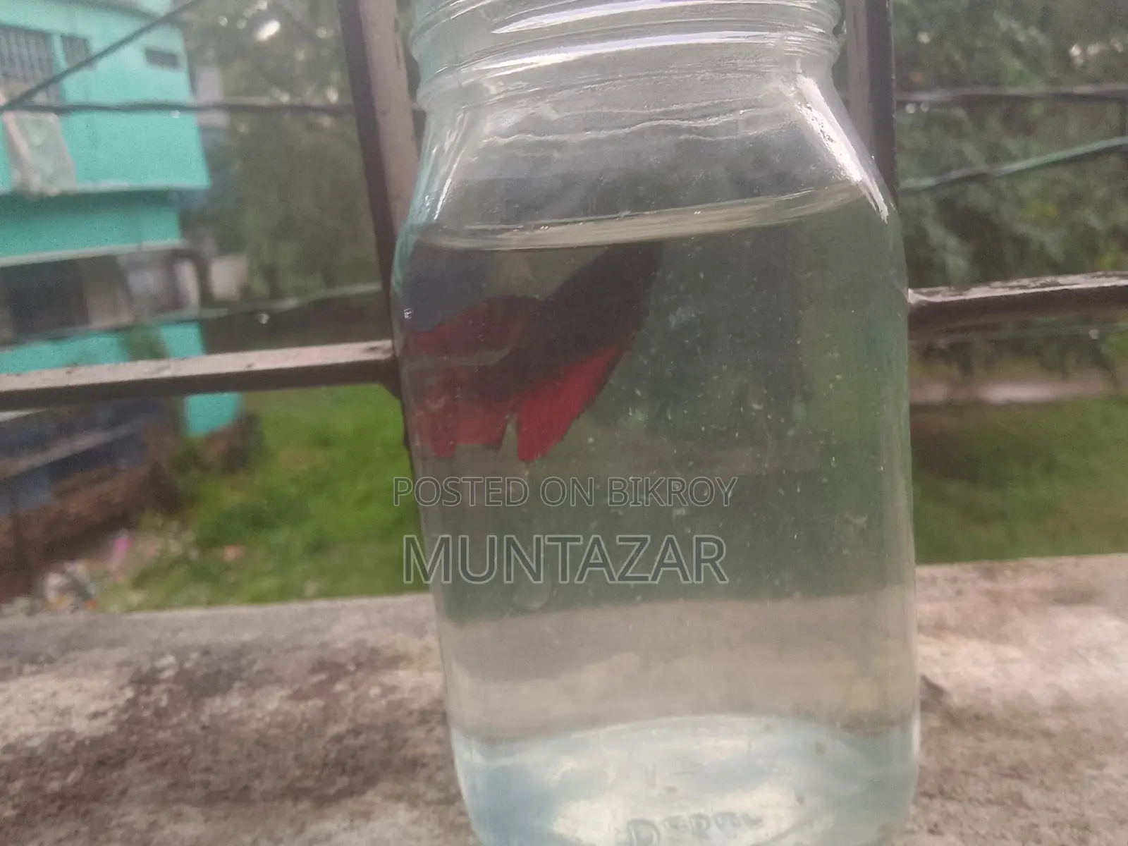 Female Betta for Sell