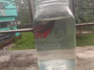 Female Betta for Sell