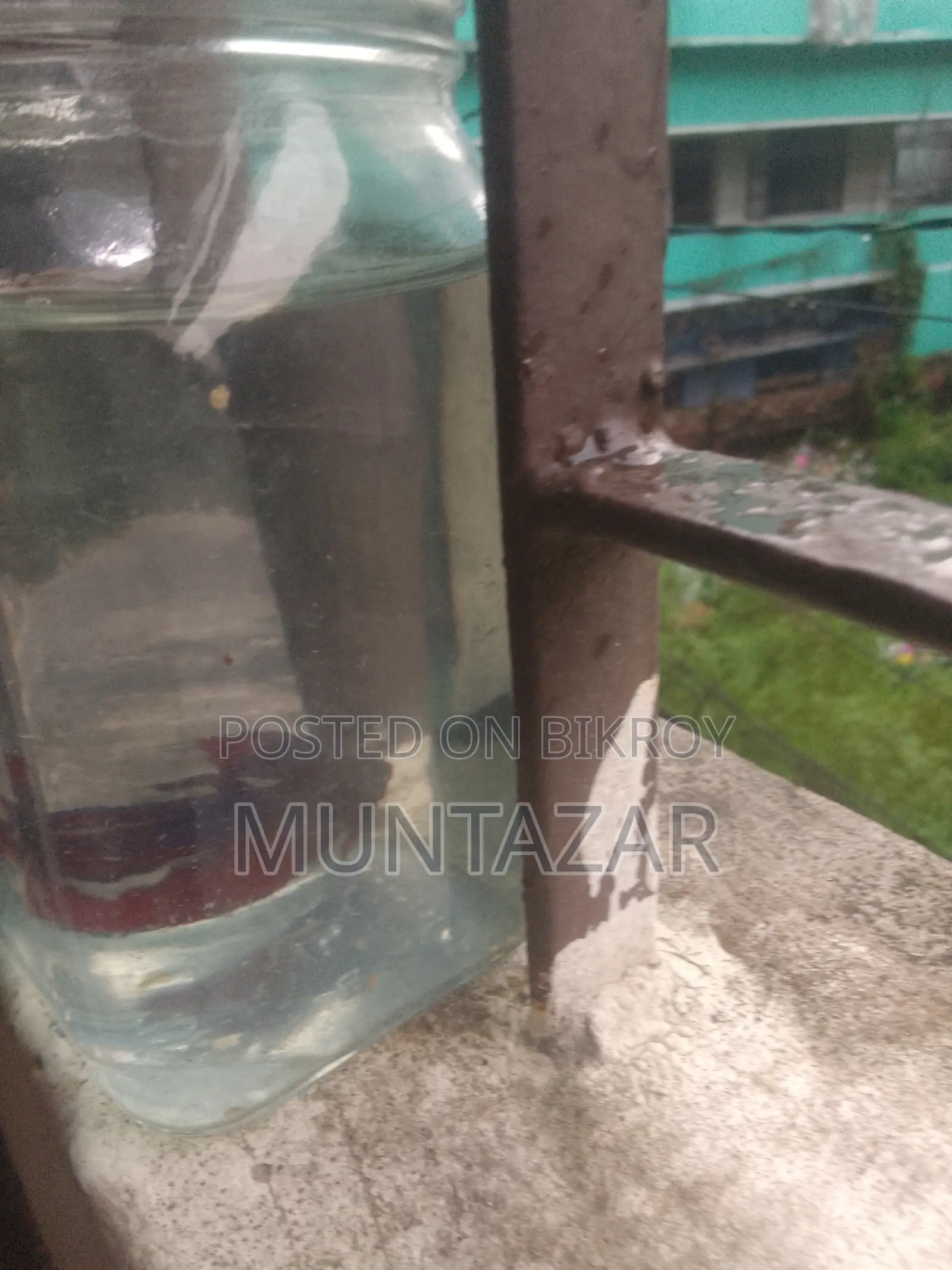 Female Betta for Sell