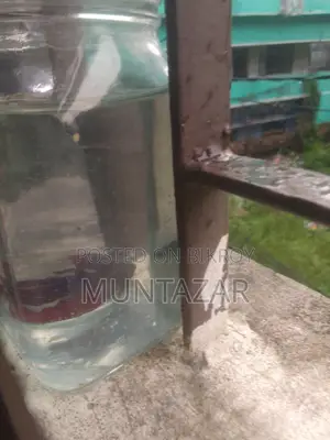 Female Betta for Sell