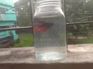 Female Betta for Sell