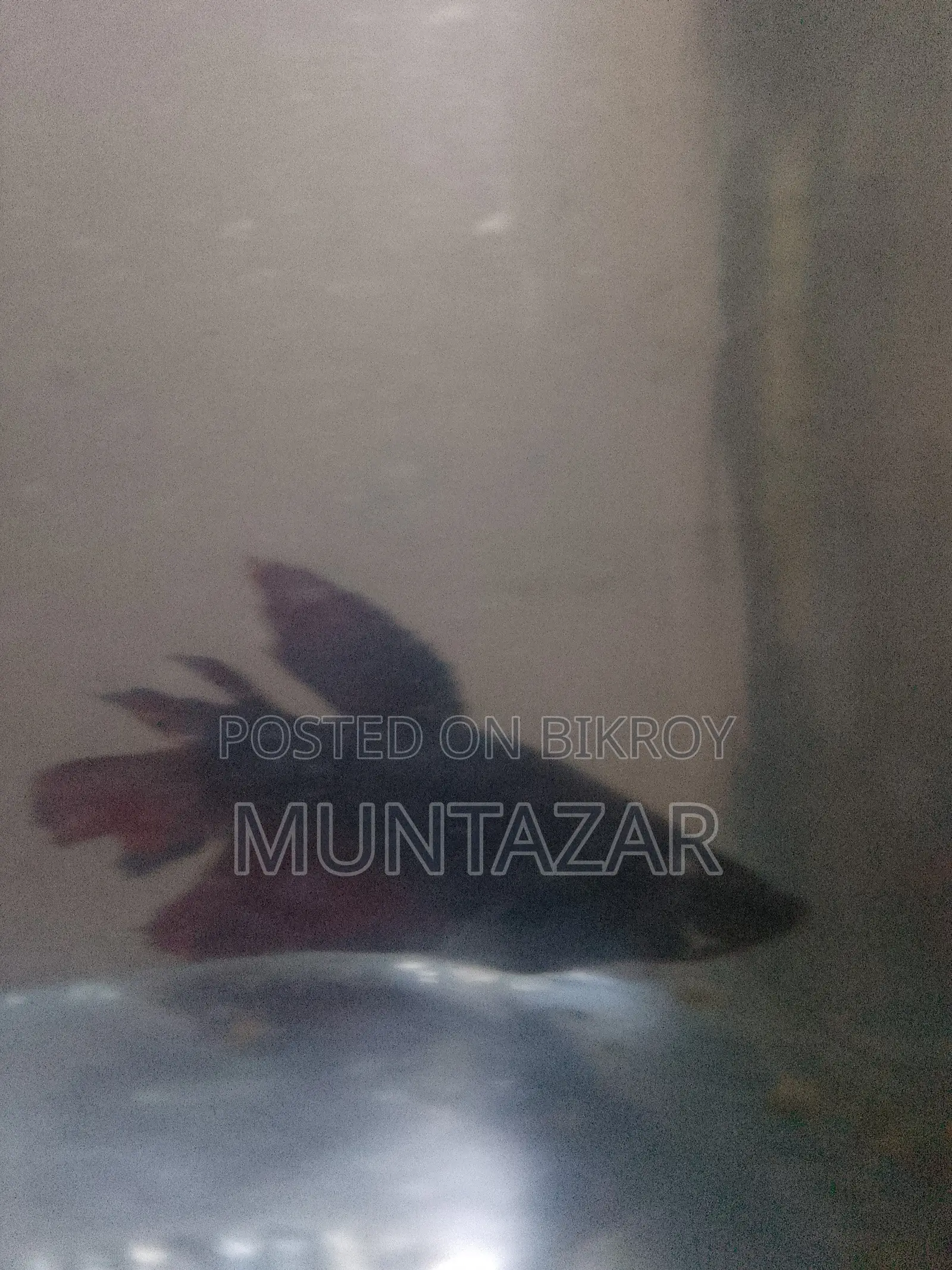 Female Betta for Sell