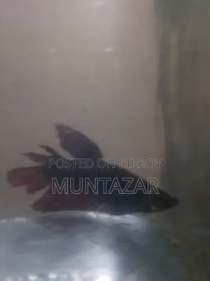 Female Betta for Sell
