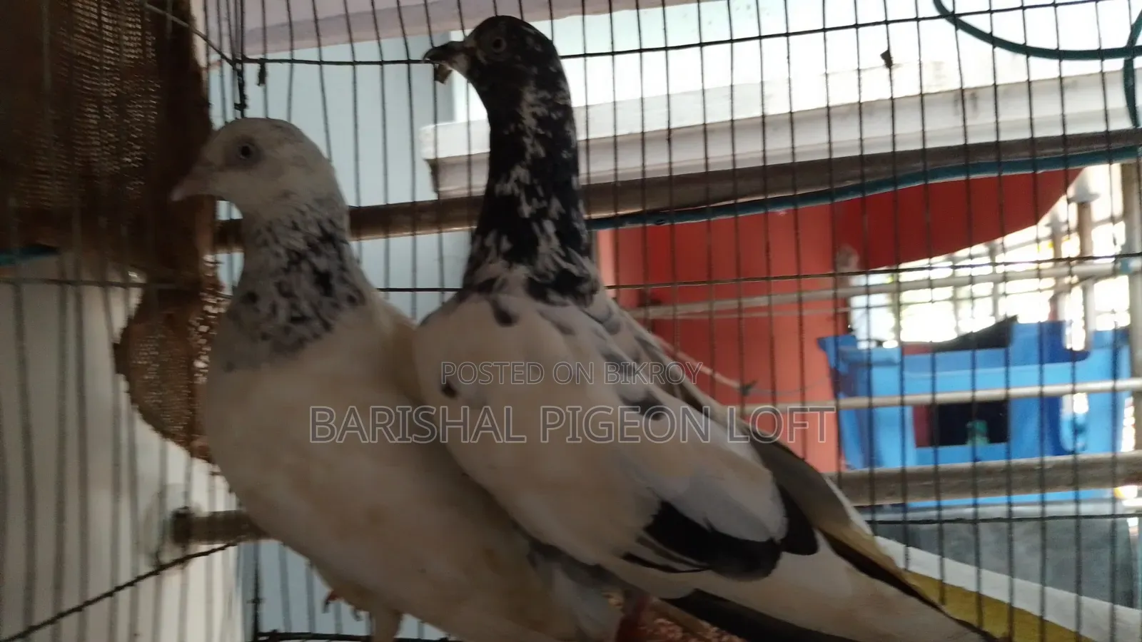 Good Quality Giribaj Pigeons for Sale.