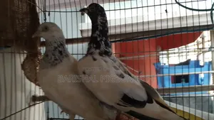 Good Quality Giribaj Pigeons for Sale.