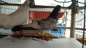 Good Quality Giribaj Pigeons for Sale.