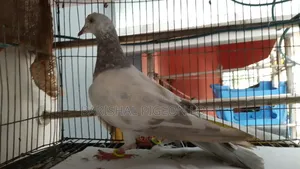 Good Quality Giribaj Pigeons for Sale.