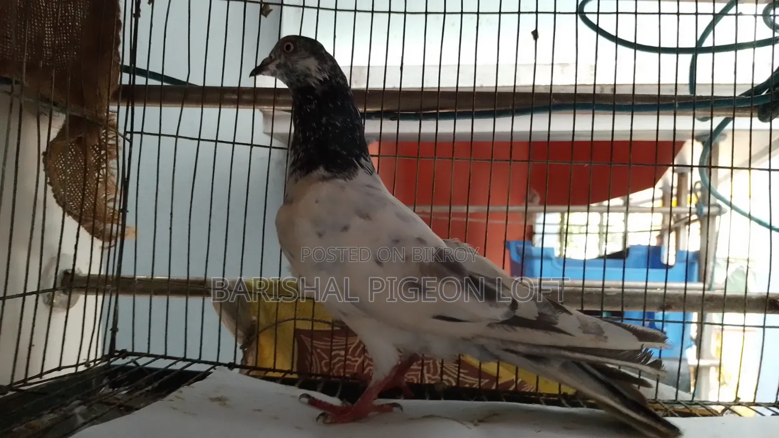 Good Quality Giribaj Pigeons for Sale.