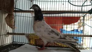 Good Quality Giribaj Pigeons for Sale.