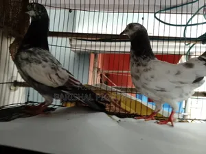 Good Quality Giribaj Pigeons for Sale.