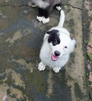 1-3 months Male Mixed Breed Dog