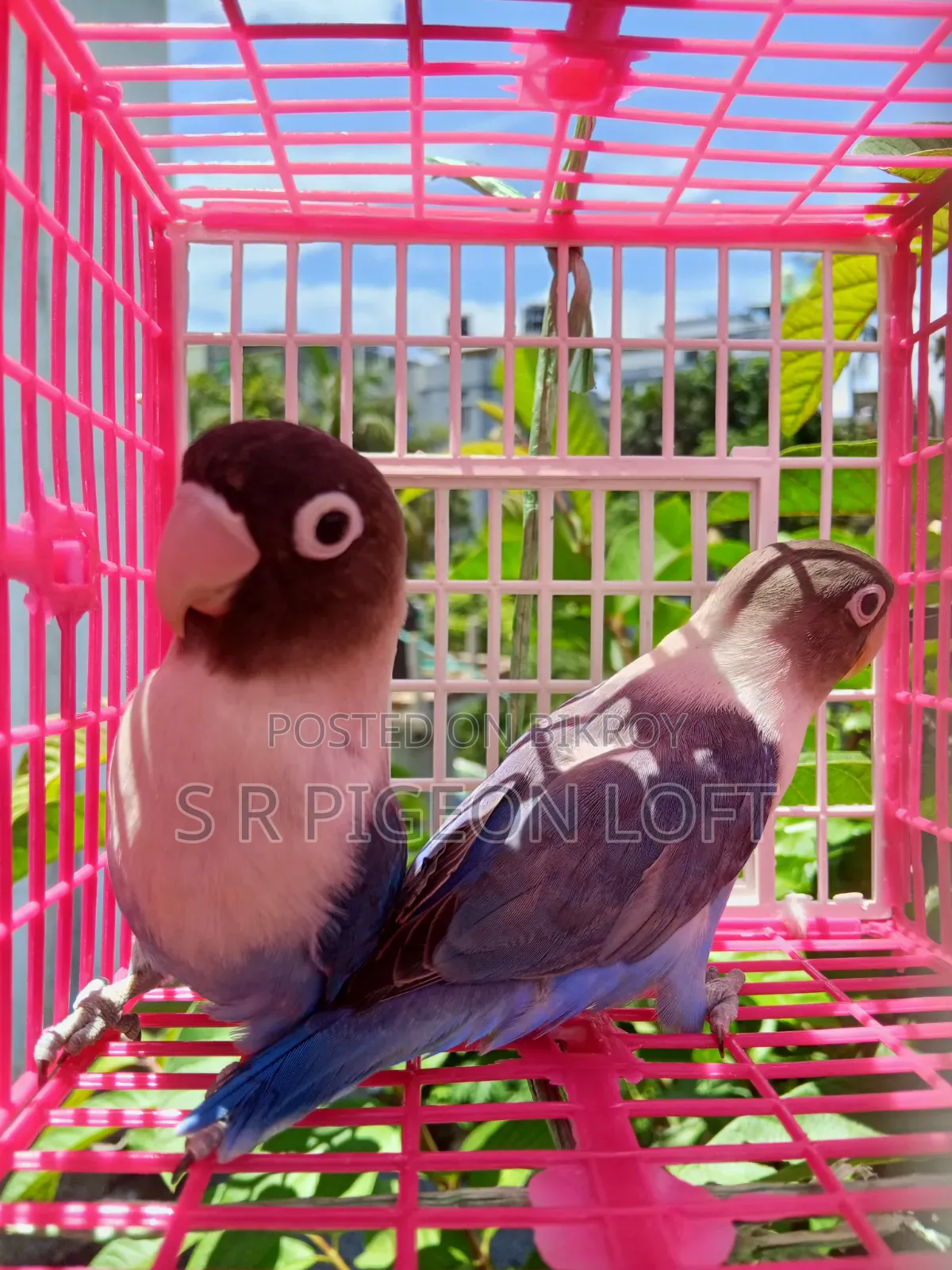 ব্লু মাস্ক লাভবার্ড