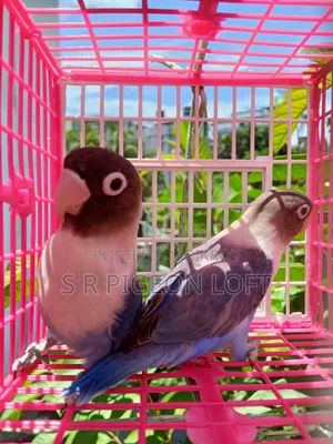 ব্লু মাস্ক লাভবার্ড